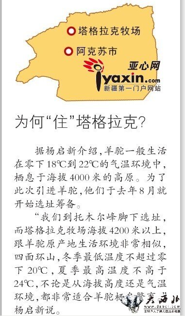 澳洲200只羊驼落户新疆温宿 为中国首次大规模引进 澳洲200只羊驼落户新疆温宿 为中国首次大规模引进