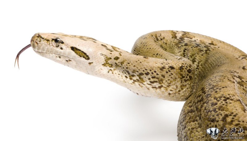 最新模型定义蛇毒进化 剧毒蛋白质进化于无毒
