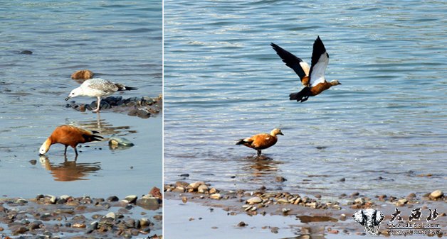 【大美甘肃】黄河兰州段成“水鸟天堂”
