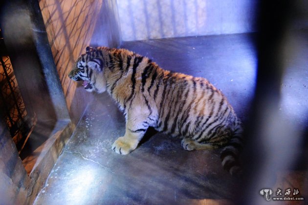 山东青岛：两只被非法驯养东北虎运抵野生动物救助站 
