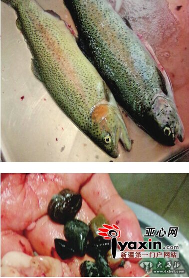 乌鲁木齐市水产研究所:饲料夹带或误食 乌鲁木齐市水产研究所:饲料夹带或误食