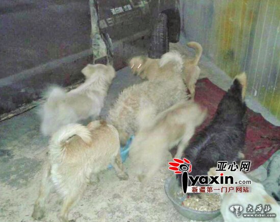 乌鲁木齐市一市民出行在即,收养的流浪狗盼好心人收养 乌鲁木齐市一市民出行在即,收养的流浪狗盼好心人收养