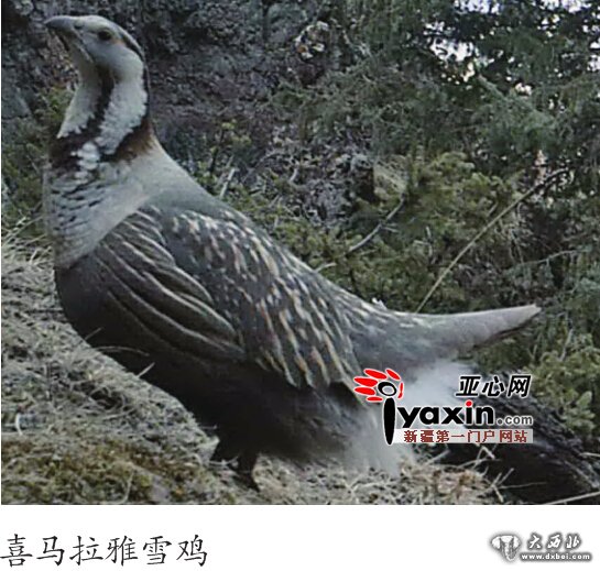 新疆首次采用红外相机证实雪豹广泛分布 雪豹下山觅食胆子越来越大 新疆首次采用红外相机证实雪豹广泛分布 雪豹下山觅食胆子越来越大