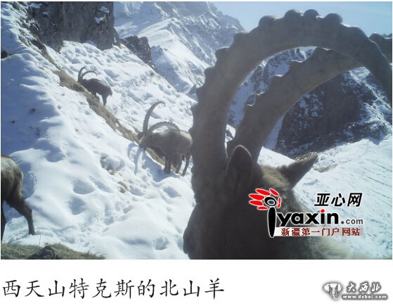 新疆首次采用红外相机证实雪豹广泛分布 雪豹下山觅食胆子越来越大 新疆首次采用红外相机证实雪豹广泛分布 雪豹下山觅食胆子越来越大