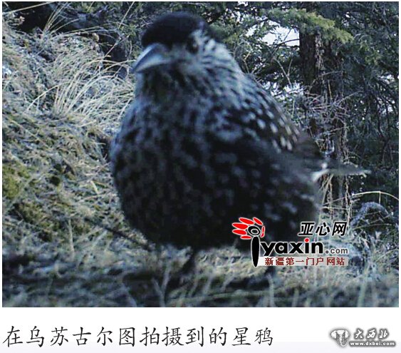 新疆首次采用红外相机证实雪豹广泛分布 雪豹下山觅食胆子越来越大 新疆首次采用红外相机证实雪豹广泛分布 雪豹下山觅食胆子越来越大