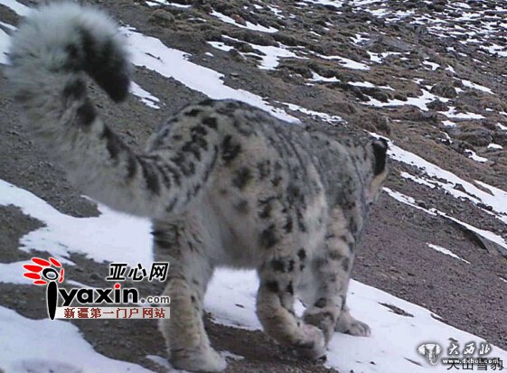 新疆首次采用红外相机证实雪豹广泛分布 雪豹下山觅食胆子越来越大 新疆首次采用红外相机证实雪豹广泛分布 雪豹下山觅食胆子越来越大