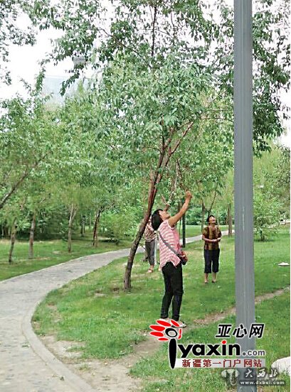 棍棒下,野桃坠,树枝泣 乌鲁木齐南湖广场果树被部分市民“强摘” 棍棒下,野桃坠,树枝泣 乌鲁木齐南湖广场果树被部分市民“强摘”