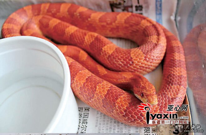 新疆库尔勒一市民家有宠物4条蛇4只龟 26枚蛇蛋孵化一半被订购