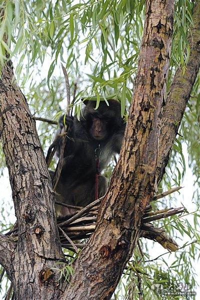 　　空军某场站，驱鸟队的猕猴在树上拆鸟窝以避免飞鸟影响飞行安全。王善君 摄