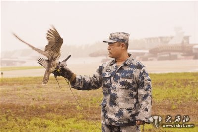 空军某场站，负责驱鸟的猎隼站在猎鹰饲养班班长马文刚的右手上。刘川 摄