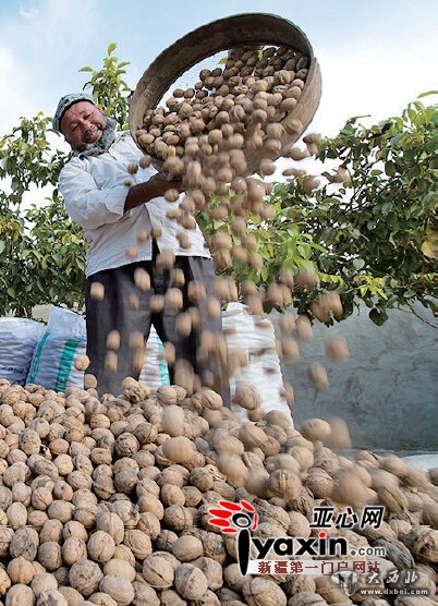 新疆叶城县60位农民6吨核桃摆出“60”造型