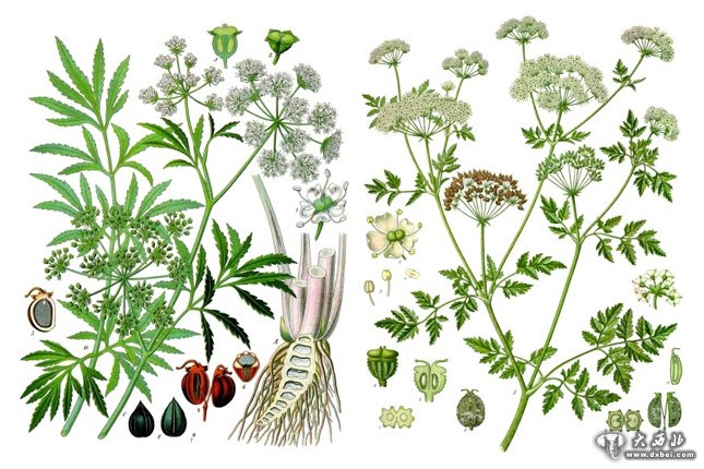 毒芹（左）与毒参（右）：两种剧毒的伞形科植物。Franz Eugen K？hler,K？hler's Medizinal-Pflanzen(1897)
