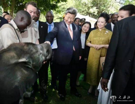 习近平和夫人彭丽媛察看了基地救助的大象、狮子、穿山甲、长颈鹿、角马等野生动物，并给大象、长颈鹿递喂水果、树叶