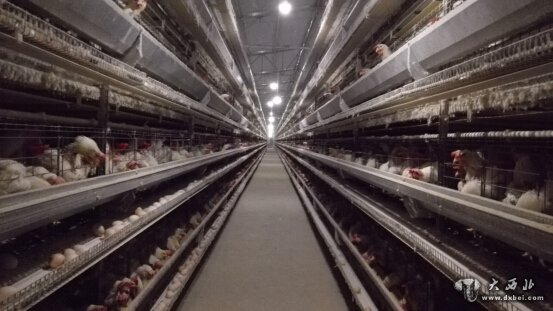 撒拉溪镇兴隆村兴联牧业养殖场，这个养殖场有66.6万只鸡