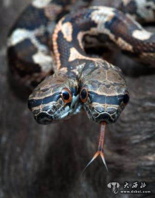 梦境迷踪，解析梦见很多双头蛇跑得很快且无头的深层含义