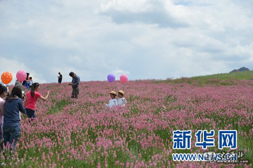 乌鲁木齐:山花烂漫迎旅游旺季