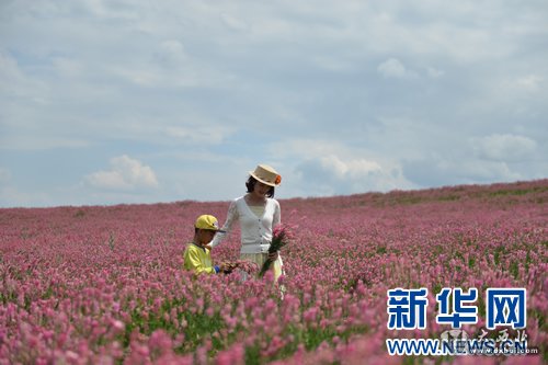 乌鲁木齐:山花烂漫迎旅游旺季