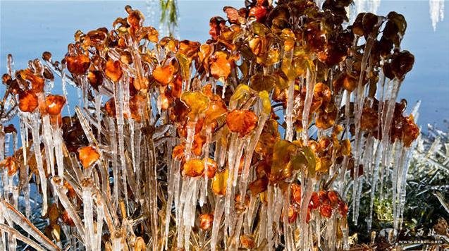 甘肃|冰封树挂 晶莹如画