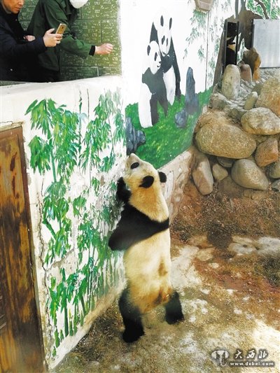 大熊猫“蜀兰”在园区嬉戏