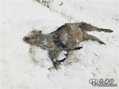 1米厚积雪覆盖牧场 礼县上坪乡牲畜死亡千余只