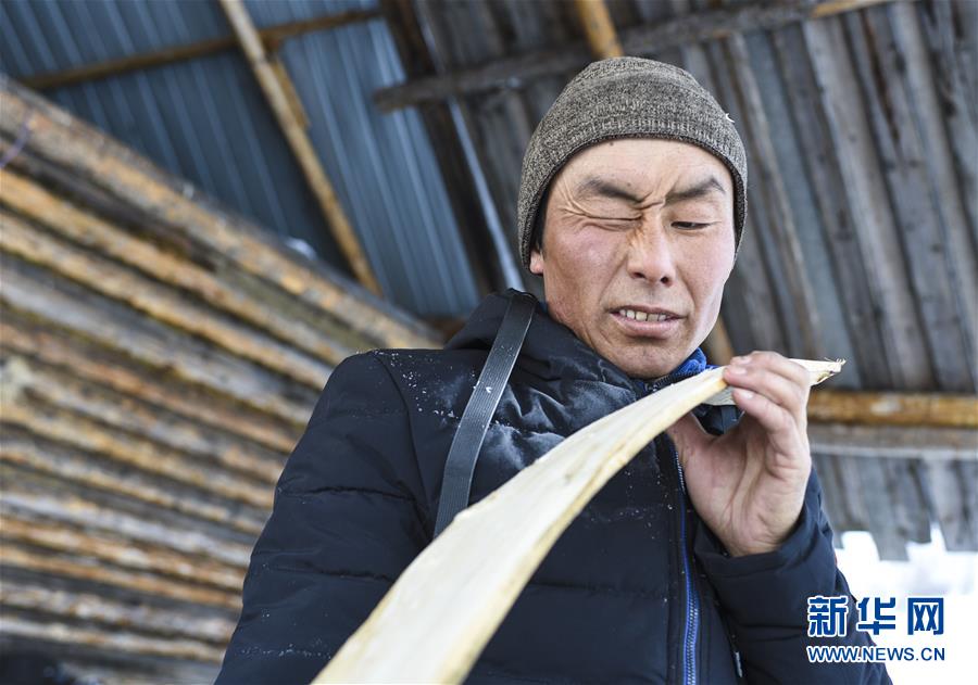 新疆阿勒泰地区布尔津县禾木村的牧民森格尔在制作毛皮滑雪板(2019年1月3日摄)。