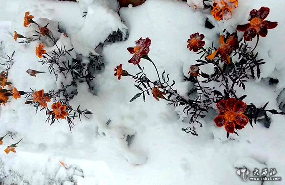 甘肃普降秋雪 尽显北国