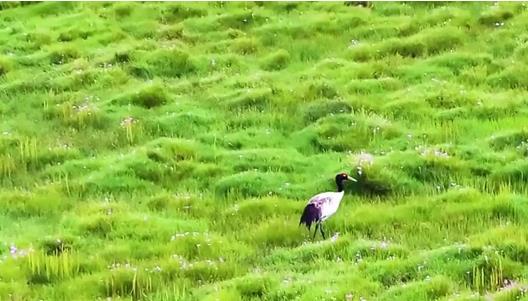 野生动物救护繁育助力