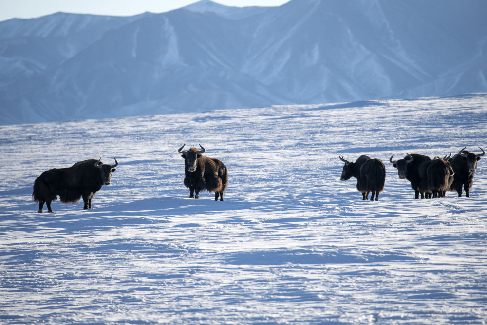 阿克塞哈尔腾高原生机