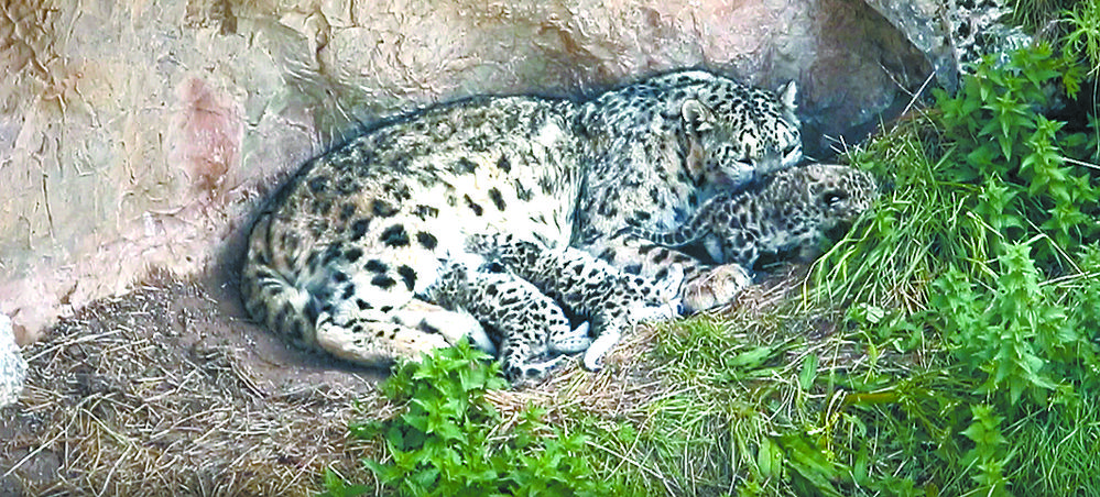 祁连山国家公园祁青海