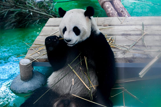 兰州野生动物园熊猫馆